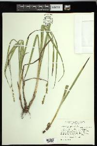 Carex sparganioides image