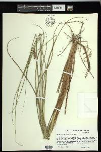 Carex striata image