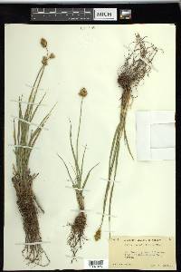 Carex straminiformis image