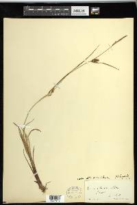 Carex striata image