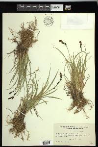 Carex spectabilis image