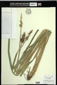 Carex stipata var. maxima image