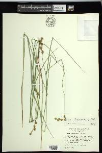 Carex straminea image