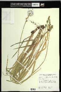 Carex stipata var. stipata image