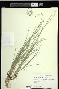 Carex socialis image