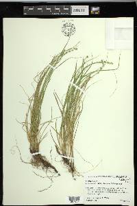 Carex socialis image