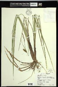 Carex striata image