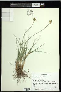 Carex straminiformis image