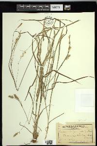 Carex sprengelii image