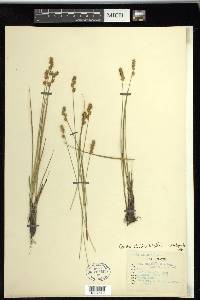 Carex sterilis image