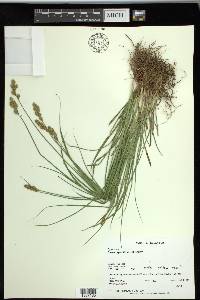 Carex specifica image