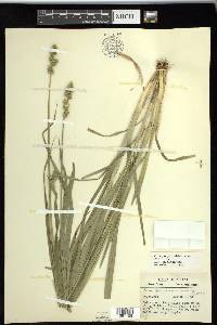 Carex sparganioides image