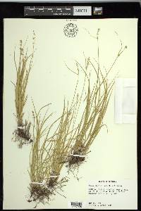 Carex socialis image