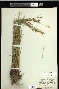 Carex sterilis image