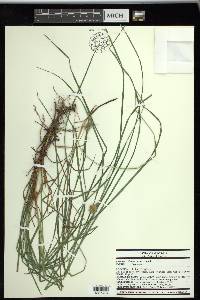 Carex squarrosa image