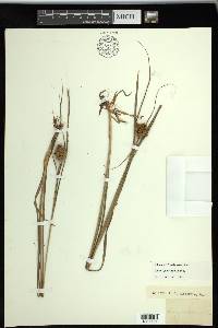 Carex squarrosa image