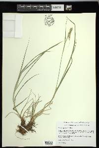 Carex sprengelii image