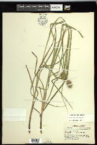 Carex squarrosa image