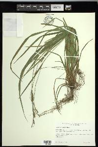 Carex striatula image