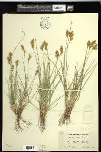 Carex straminiformis image