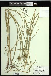 Carex squarrosa image