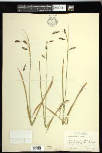 Carex spectabilis image