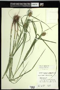 Carex squarrosa image