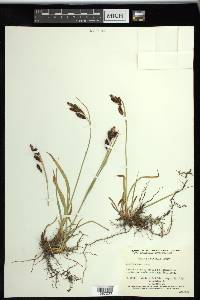 Carex spectabilis image