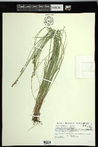 Carex sterilis image