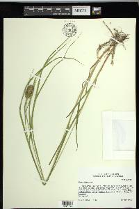 Carex squarrosa image