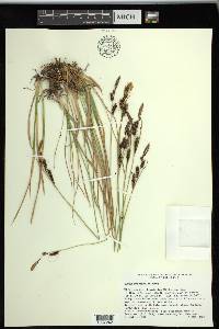 Carex spectabilis image