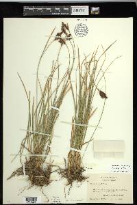 Carex spectabilis image