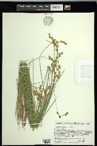 Carex straminea image