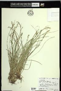 Carex socialis image