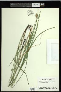 Carex squarrosa image