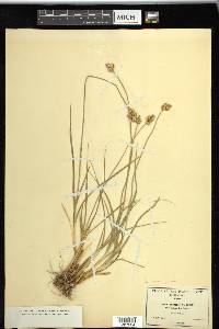 Carex straminiformis image