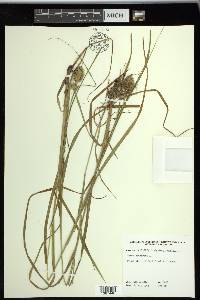 Carex squarrosa image