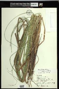 Carex striata image