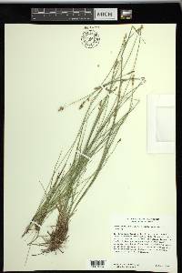 Carex sterilis image