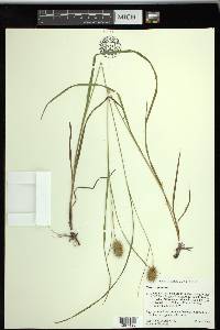 Carex squarrosa image