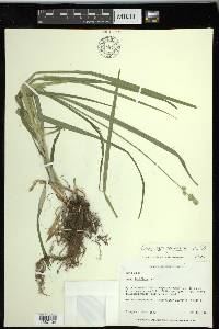 Carex sparganioides image