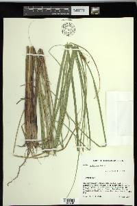 Carex striata image