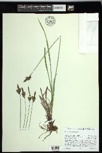 Carex spectabilis image