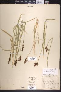 Carex spectabilis image