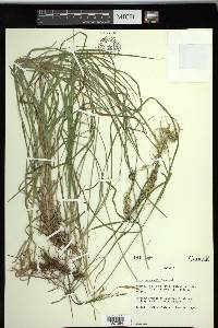 Carex sprengelii image