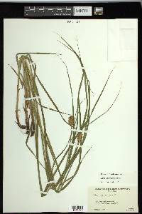 Carex squarrosa image