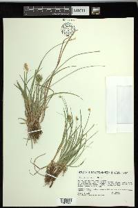 Carex spicata image