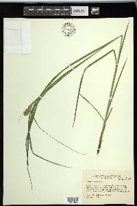 Carex squarrosa image