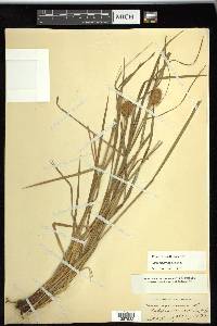 Carex squarrosa image