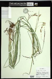 Carex sprengelii image